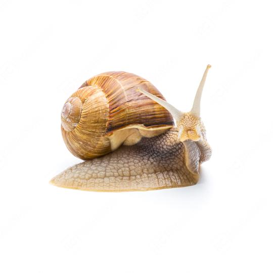 snail hunt  : Stock Photo or Stock Video Download rcfotostock photos, images and assets rcfotostock | RC Photo Stock.: