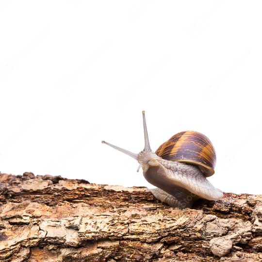 Snail looks astonished  : Stock Photo or Stock Video Download rcfotostock photos, images and assets rcfotostock | RC Photo Stock.: