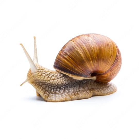 snail looks back  : Stock Photo or Stock Video Download rcfotostock photos, images and assets rcfotostock | RC Photo Stock.: