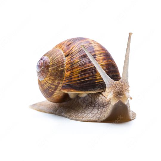 snail looks to you  : Stock Photo or Stock Video Download rcfotostock photos, images and assets rcfotostock | RC Photo Stock.: