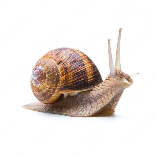 snail looks up  : Stock Photo or Stock Video Download rcfotostock photos, images and assets rcfotostock | RC Photo Stock.: