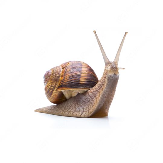 snail looks up  : Stock Photo or Stock Video Download rcfotostock photos, images and assets rcfotostock | RC Photo Stock.: