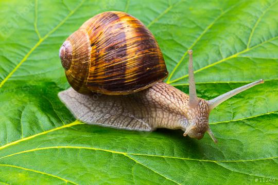 snail on a leaf  : Stock Photo or Stock Video Download rcfotostock photos, images and assets rcfotostock | RC Photo Stock.: