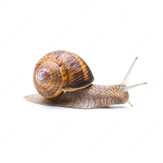 Snail Reptile  : Stock Photo or Stock Video Download rcfotostock photos, images and assets rcfotostock | RC Photo Stock.: