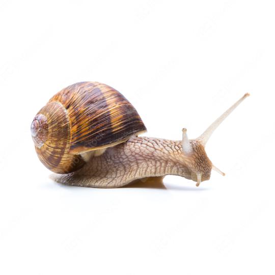 snail searching  : Stock Photo or Stock Video Download rcfotostock photos, images and assets rcfotostock | RC Photo Stock.: