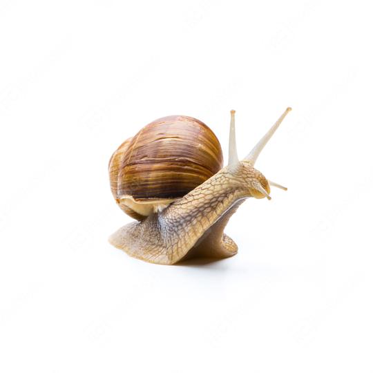 Snail with house  : Stock Photo or Stock Video Download rcfotostock photos, images and assets rcfotostock | RC Photo Stock.: