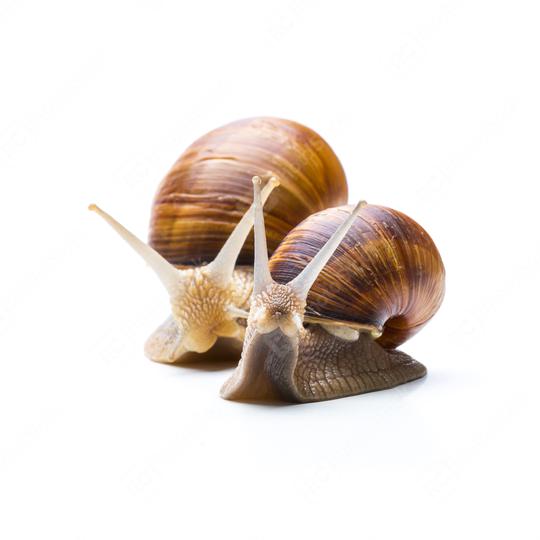 snails  : Stock Photo or Stock Video Download rcfotostock photos, images and assets rcfotostock | RC Photo Stock.: