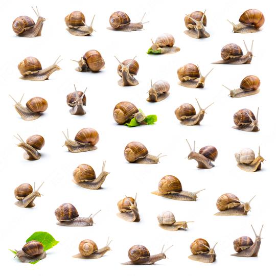 snails collection  : Stock Photo or Stock Video Download rcfotostock photos, images and assets rcfotostock | RC Photo Stock.: