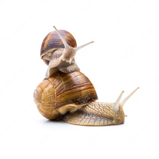 snails family   : Stock Photo or Stock Video Download rcfotostock photos, images and assets rcfotostock | RC Photo Stock.: