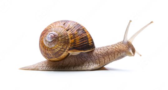 snails hike  : Stock Photo or Stock Video Download rcfotostock photos, images and assets rcfotostock | RC Photo Stock.: