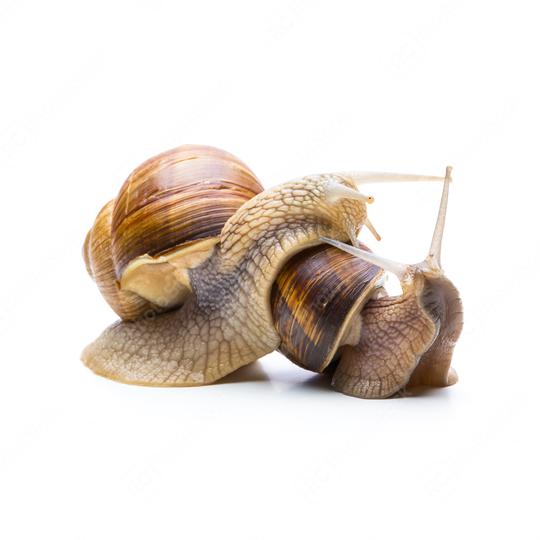 snails in love  : Stock Photo or Stock Video Download rcfotostock photos, images and assets rcfotostock | RC Photo Stock.: