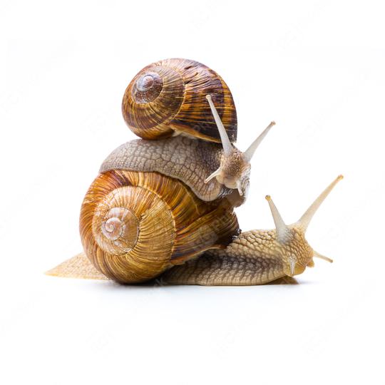 Snails Piggybacking  : Stock Photo or Stock Video Download rcfotostock photos, images and assets rcfotostock | RC Photo Stock.: