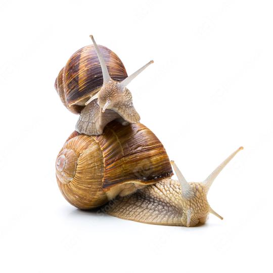Snails Teamwork  : Stock Photo or Stock Video Download rcfotostock photos, images and assets rcfotostock | RC Photo Stock.: