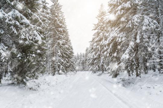 snowy winter forest  : Stock Photo or Stock Video Download rcfotostock photos, images and assets rcfotostock | RC Photo Stock.: