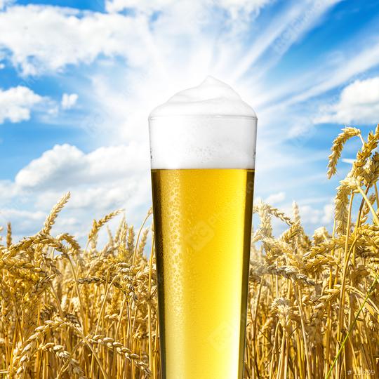 Sommer bier mit tau tropfen  : Stock Photo or Stock Video Download rcfotostock photos, images and assets rcfotostock | RC Photo Stock.: