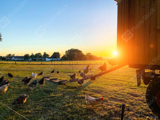 species appropriate husbandry chicken on beautiful land  : Stock Photo or Stock Video Download rcfotostock photos, images and assets rcfotostock | RC Photo Stock.: