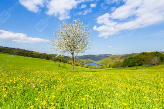 Sping view in the eifel landscape in germany with Lake Rursee  : Stock Photo or Stock Video Download rcfotostock photos, images and assets rcfotostock | RC Photo Stock.: