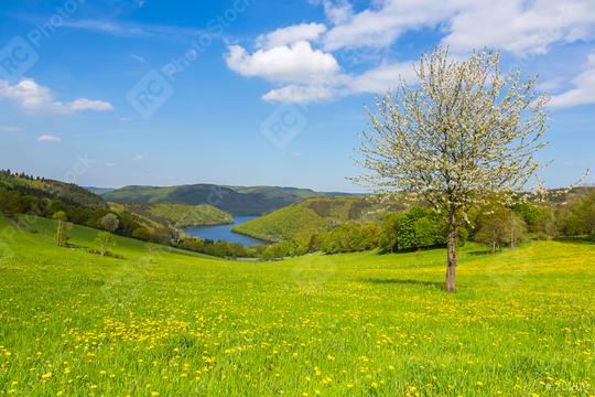Sping view in the eifel landscape in germany with Lake Rursee and tree  : Stock Photo or Stock Video Download rcfotostock photos, images and assets rcfotostock | RC Photo Stock.: