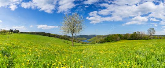 Sping view with dandelion meadow in the eifel landscape in germany with Lake Rursee panorama  : Stock Photo or Stock Video Download rcfotostock photos, images and assets rcfotostock | RC Photo Stock.: