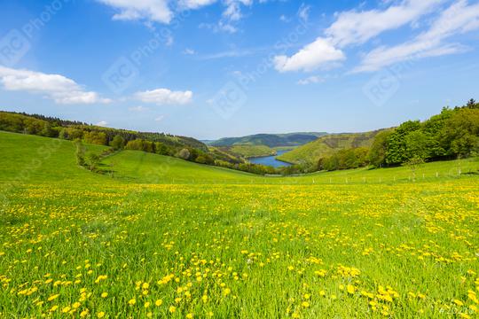 Sping view with dandelion meadow in the eifel landscape in germany with Lake Rursee  : Stock Photo or Stock Video Download rcfotostock photos, images and assets rcfotostock | RC Photo Stock.:
