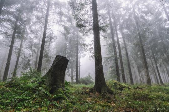 Spooky light in foggy forest  : Stock Photo or Stock Video Download rcfotostock photos, images and assets rcfotostock | RC Photo Stock.: