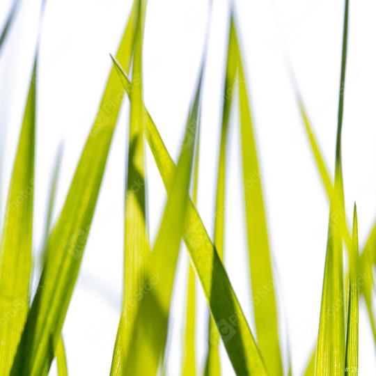 Spring or summer and grass field with white background  : Stock Photo or Stock Video Download rcfotostock photos, images and assets rcfotostock | RC Photo Stock.: