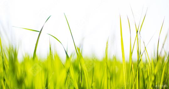 Spring or summer and grass field with white background  : Stock Photo or Stock Video Download rcfotostock photos, images and assets rcfotostock | RC Photo Stock.: