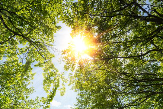 spring sun shining through the treetop with blue sky  : Stock Photo or Stock Video Download rcfotostock photos, images and assets rcfotostock | RC Photo Stock.: