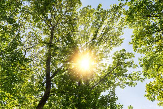 spring treetops with warm sunlight   : Stock Photo or Stock Video Download rcfotostock photos, images and assets rcfotostock | RC Photo Stock.: