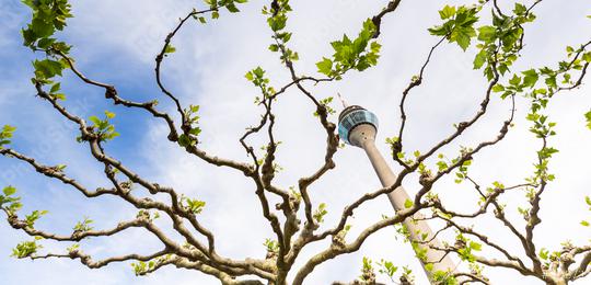 spring view of the Tv Tower in Dusseldorf, germany  : Stock Photo or Stock Video Download rcfotostock photos, images and assets rcfotostock | RC Photo Stock.: