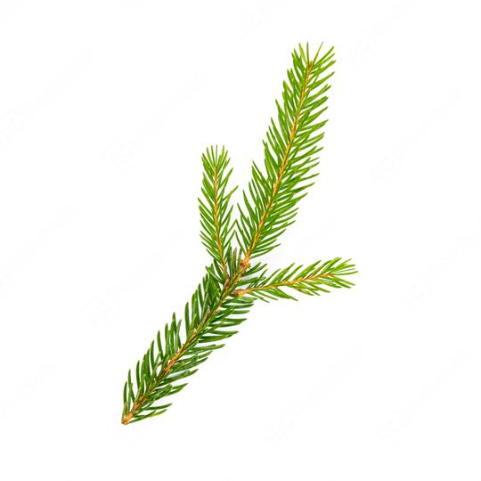 spruce fir tree branch isolated on white background  : Stock Photo or Stock Video Download rcfotostock photos, images and assets rcfotostock | RC Photo Stock.: