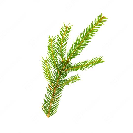 spruce fir tree branch on white background  : Stock Photo or Stock Video Download rcfotostock photos, images and assets rcfotostock | RC Photo Stock.: