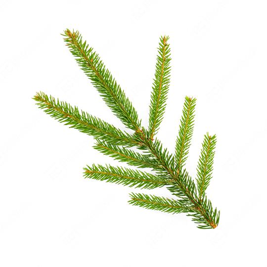 spruce tree branch isolated on white background  : Stock Photo or Stock Video Download rcfotostock photos, images and assets rcfotostock | RC Photo Stock.: