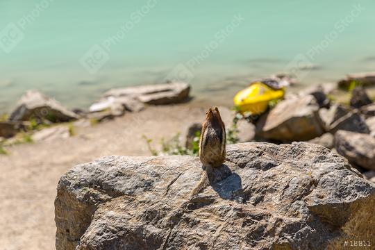 squirrel sitting on a rock at Lake Louise in summer banff canada  : Stock Photo or Stock Video Download rcfotostock photos, images and assets rcfotostock | RC Photo Stock.: