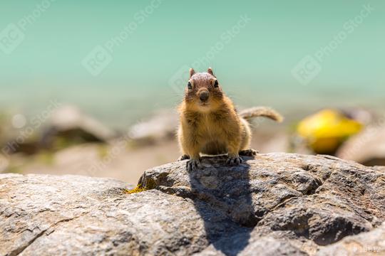 squirrel sitting on a rock at Lake Louise in summer banff canada  : Stock Photo or Stock Video Download rcfotostock photos, images and assets rcfotostock | RC Photo Stock.: