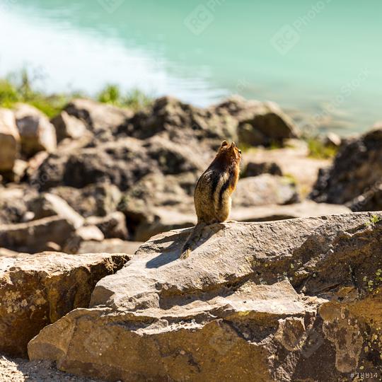 squirrel sitting on a rock at Lake Louise in summer banff canada  : Stock Photo or Stock Video Download rcfotostock photos, images and assets rcfotostock | RC Photo Stock.: