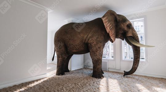 Strong elephant in the small room with beach sand on the ground as a funny space problem concept image  : Stock Photo or Stock Video Download rcfotostock photos, images and assets rcfotostock | RC Photo Stock.: