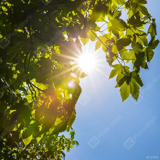 Sun beaming through treetops  : Stock Photo or Stock Video Download rcfotostock photos, images and assets rcfotostock | RC Photo Stock.:
