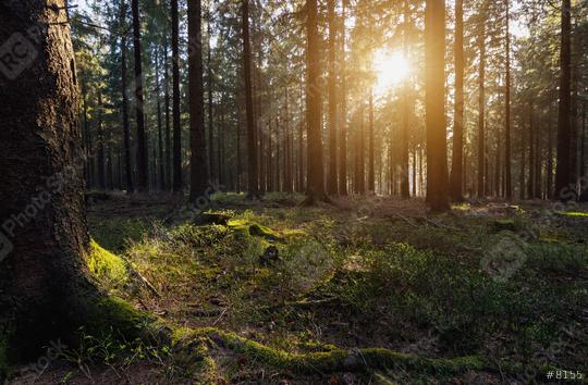 sun beams in the forest  : Stock Photo or Stock Video Download rcfotostock photos, images and assets rcfotostock | RC Photo Stock.: