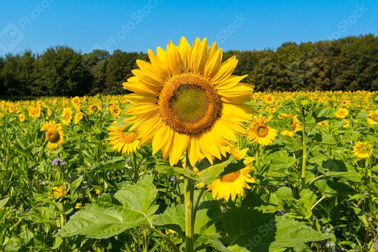 sun flowers field in germany  : Stock Photo or Stock Video Download rcfotostock photos, images and assets rcfotostock | RC Photo Stock.:
