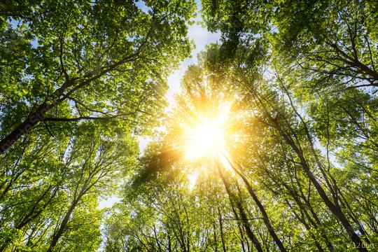 sun rays illumining deep forest treetop in spring  : Stock Photo or Stock Video Download rcfotostock photos, images and assets rcfotostock | RC Photo Stock.: