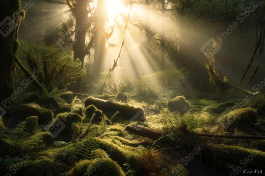 Sun rays shining through the  trees in the deep forrest (Generative AI)   : Stock Photo or Stock Video Download rcfotostock photos, images and assets rcfotostock | RC Photo Stock.: