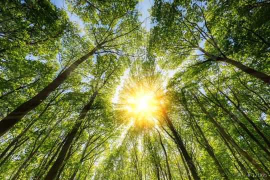Sun shines explosive through treetop  : Stock Photo or Stock Video Download rcfotostock photos, images and assets rcfotostock | RC Photo Stock.: