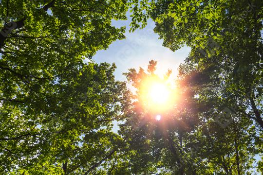 Sun shines through a hole in treetop  : Stock Photo or Stock Video Download rcfotostock photos, images and assets rcfotostock | RC Photo Stock.: