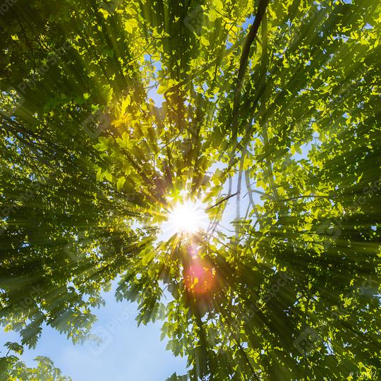 Sun shines through explosive treetops  : Stock Photo or Stock Video Download rcfotostock photos, images and assets rcfotostock | RC Photo Stock.: