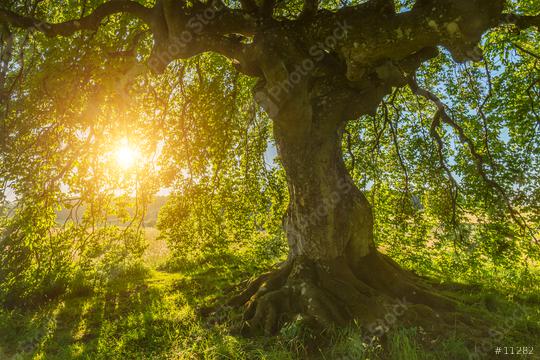 Sun shines through the old Beech   : Stock Photo or Stock Video Download rcfotostock photos, images and assets rcfotostock | RC Photo Stock.: