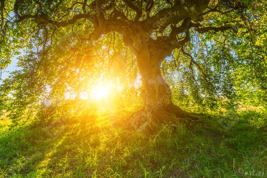 Sun shines through the old Dwarf Beech   : Stock Photo or Stock Video Download rcfotostock photos, images and assets rcfotostock | RC Photo Stock.: