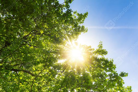 sun shining beautifully through treetops  : Stock Photo or Stock Video Download rcfotostock photos, images and assets rcfotostock | RC Photo Stock.:
