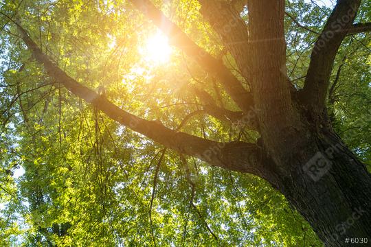 Sun shining between a treetop  : Stock Photo or Stock Video Download rcfotostock photos, images and assets rcfotostock | RC Photo Stock.: