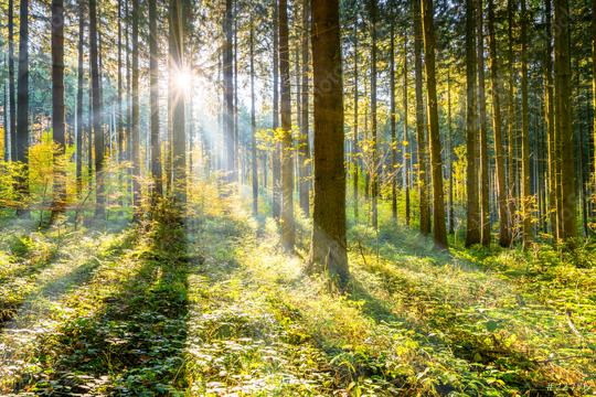 Sun shining in the woods  : Stock Photo or Stock Video Download rcfotostock photos, images and assets rcfotostock | RC Photo Stock.: